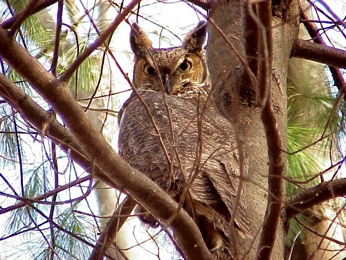 Marj's Owl Photos