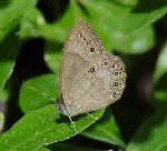 Appalachian Brown