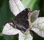 Mourning Cloak