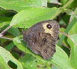 Common Wood Nymph