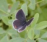 Eastern Tailed Blue