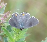 Gray Hairstreak