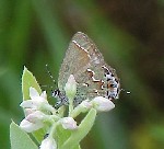 Juniper Hairstreak