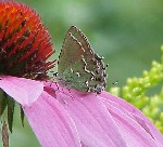 Juniper Hairstreak