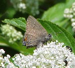 Oak Hairstreak