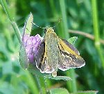 Crossline Skipper