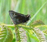 Dusted Skipper