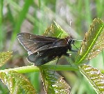 Dusted Skipper