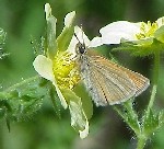 European Skipper