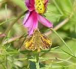 Fiery Skipper