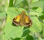 Hobomok Skipper