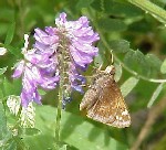 Hobomok Skipper