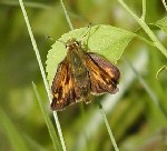 Indian Skipper