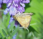 Indian Skipper