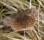 Dreamy Duskywing