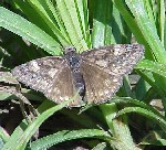 Juvenal's Duskywing