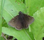 Northern Cloudywing