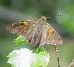 Silver Spotted Skipper