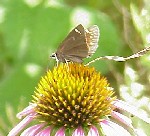 Common Sootywing