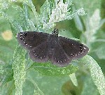 Common Sootywing