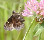 Southern Cloudywing