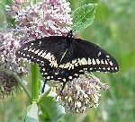 Black Swallowtail