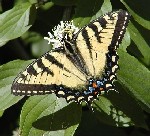 Tiger Swallowtail