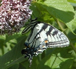 Tiger Swallowtail