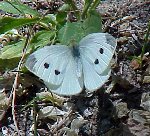 Cabbage White