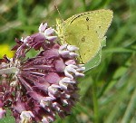 Clouded Sulphur