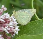 Clouded Sulphur