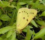 Orange Sulphur