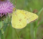 Orange Sulphur