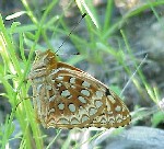 Aphrodite Fritillary