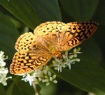 Great Spangled Fritillary