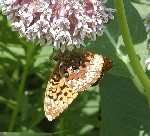 Great Spangled Fritillary