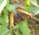 Milbert's Tortoiseshell