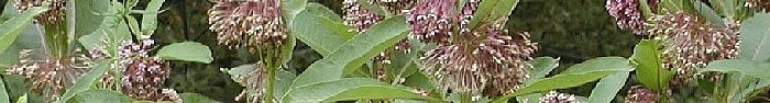 Milkweed: find out more