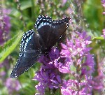 Red-spotted Purple