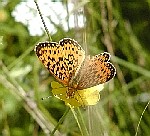 Silver-bordered Fritillary