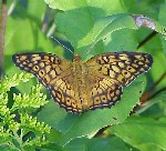 Variegated Fritillary